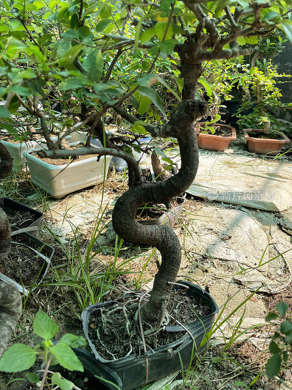 树干呈s形的中国榆树(Ulmus parvifolia)在塑料花盆中需要修剪根部和重新盆栽的特写图像，在花园中心苗圃展示盆景树木，重点关注前景